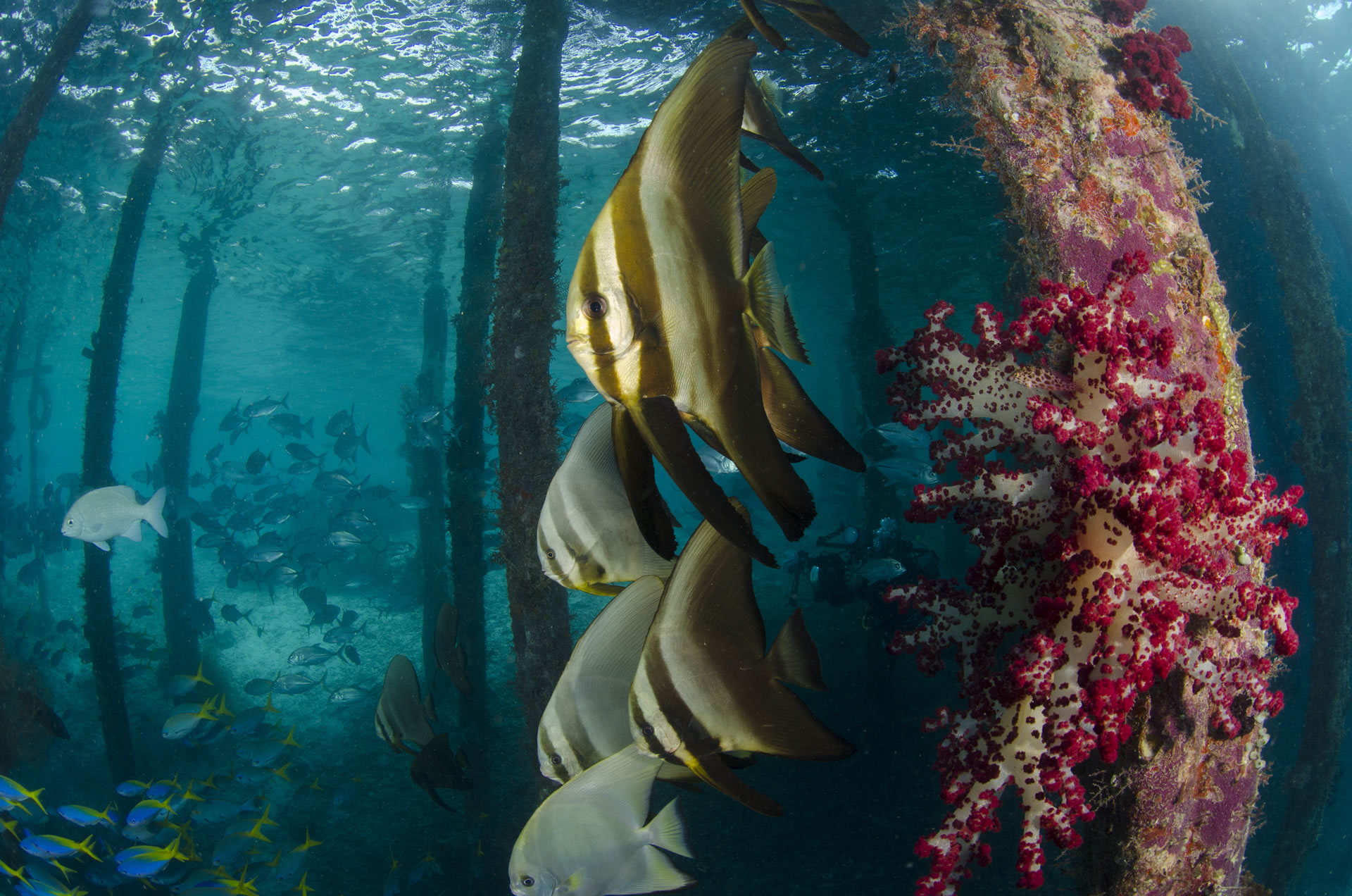 HR School Of Batfish Under The Pier At Arborek Island Dampier Strait Raja Ampat (Indonesia)(Copyright Shutterstock 321845717) 01